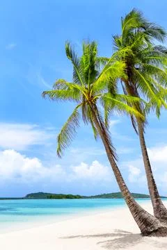 Vertical tropical beach view with leaning palm trees, white sand, turquoise.. Stock Photos