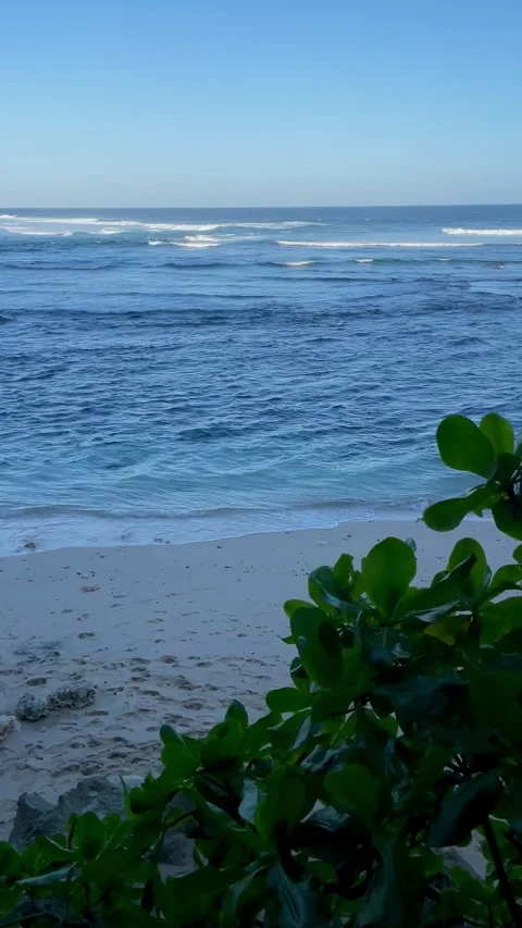 Vertical Tropical Blue Ocean and White Sand Beach with Foliage Stock Footage 337336277