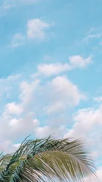 VERTICAL tropical coconut green palm tree sky white clouds background summer day Foto stock