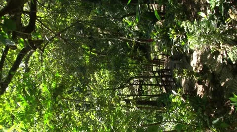 Vertical tropical garden, seamless looping Vidéo 8841565