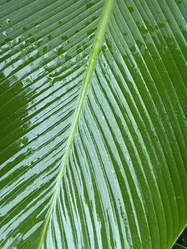 Vertical Tropical Leaf Background with Rain Water Drops Stock Photos