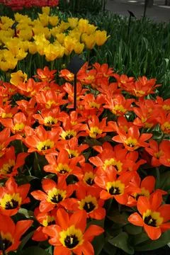 Vertical tulip background Stock Photos