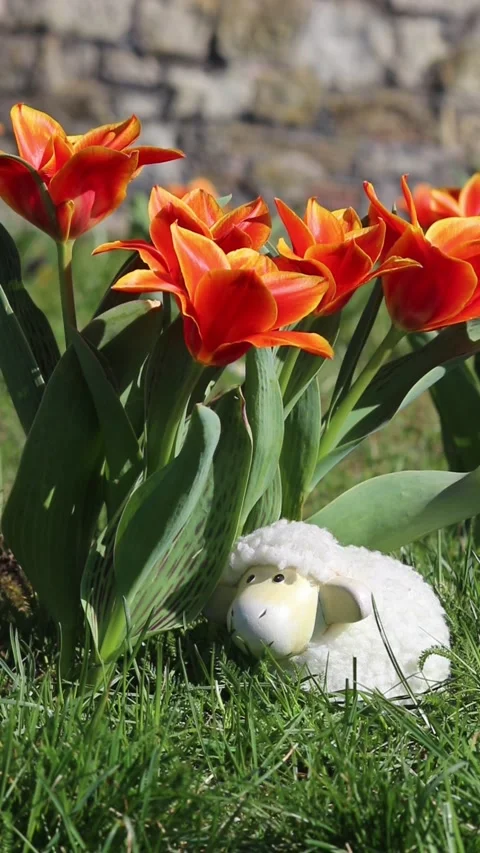 Vertical tulips, cute Easter lamb decoration in springtime garden Stockbeeldmateriaal 305932195