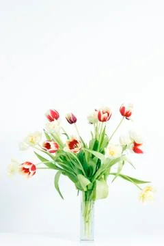 Vertical tulips Stock Photos