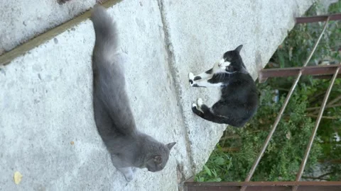 Vertical. two cats outside are preparing to attack. cat fight Stock-Footage 138935101