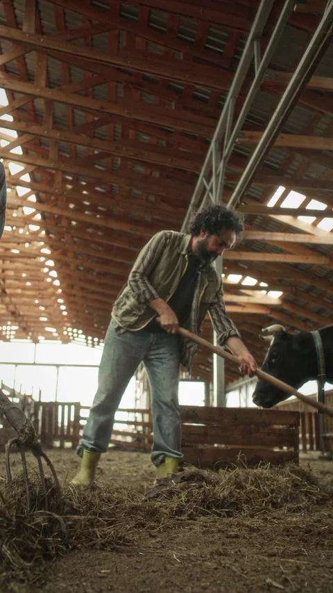 Vertical of Two Farmers Using Pitchforks to Move Hay inside Livestock Barn Video stock 342035244