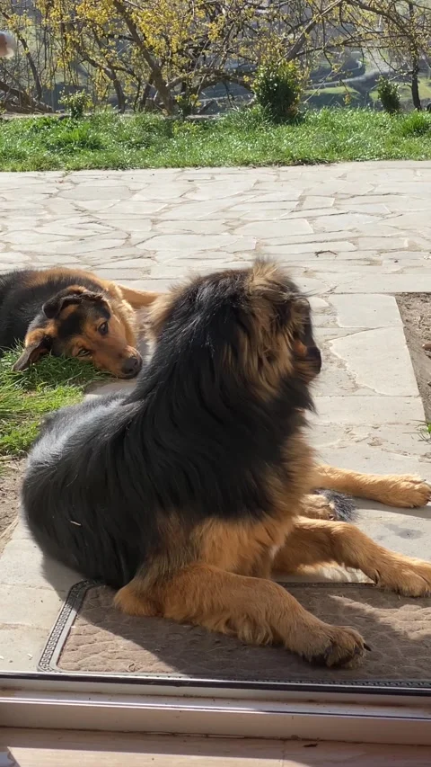Vertical: Two large German shepherds lying on porch in doorway on sunny day enjo Stock Footage 332876958