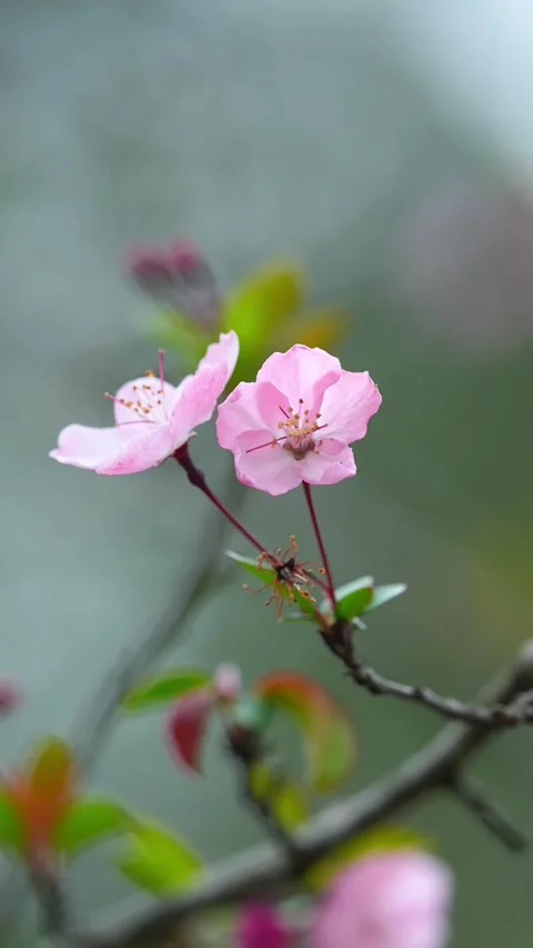 Vertical Two Pink Peach Blossoms Blooming Close-up Stock Footage 331423331