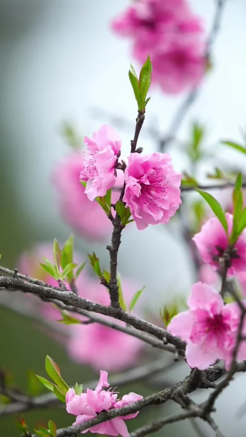 Vertical Ultra Macro of Pink Peach Blossom Petals in a Cluster Video stock 331424100