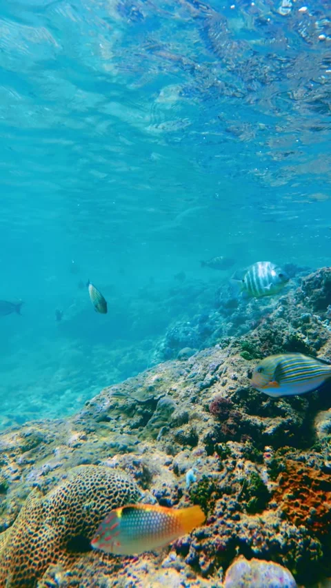 Vertical Underwater Landscape of Deep Blue Waters and Reef in Hikkaduwa Stock Footage 331140041