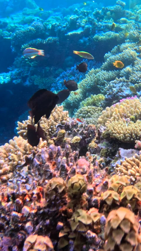 Vertical underwater scene with many tropical fish swimming above a colorful Video stock 337757149