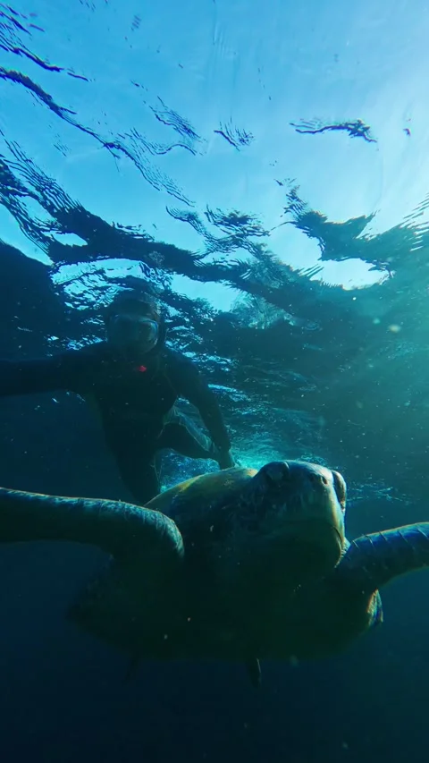 Vertical Underwater Selfie With Sea Turtle Stock Footage 343420847