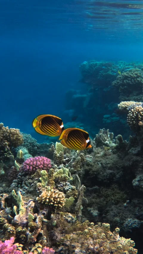 Vertical underwater shot of two butterfly fish swimming above a coral reef in cl Video stock 337757072