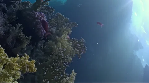 Vertical underwater video about fish near coral in sunlight. Stock Footage 274035550