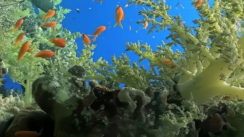 Vertical underwater video about school of orange fish in coral blue background. Stock Footage 274035517