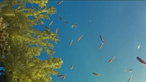 Vertical underwater video about school of fish on coral reef blue background. Stock Footage 274035540
