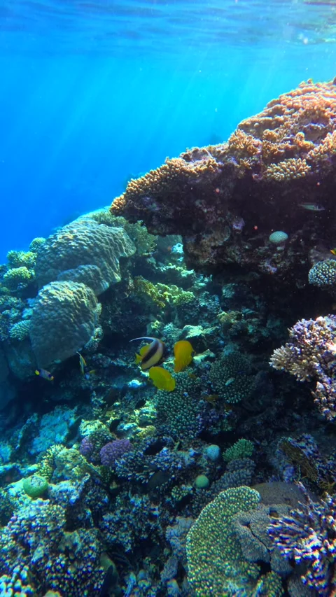 Vertical underwater view of three colorful butterfly fish hiding under coral Stock Footage 337757212
