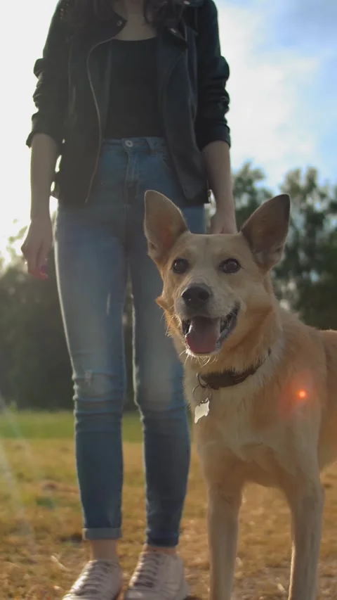 Facing Camera Doggy Stock Footage ~ Royalty Free Stock Videos | Pond5