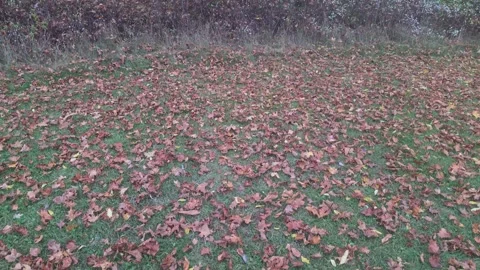 Vertical upward tilt from fallen leaf carpet to autumn treetops in Sweden Stock Footage 347223321