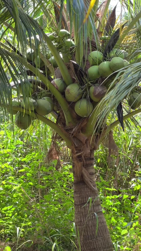 A vertical upward view frames tightly grouped coconuts on a palm tree, thick Stock Footage 327074018