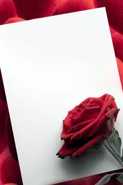 Vertical valentine concept. an empty white sheet of paper with a red rose on top Stock Photos