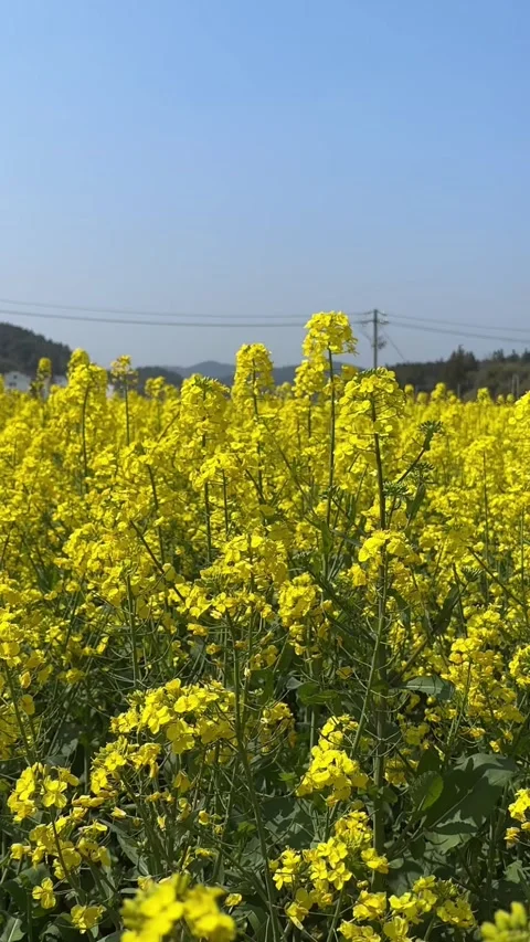 Vertical Vast Fields of Vibrant Yellow Rapeseed Flowers Blooming Stock Footage 331483692