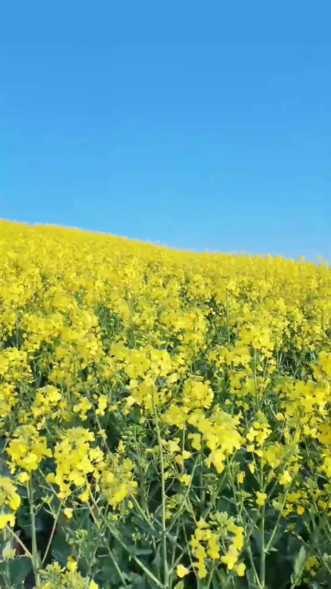 Vertical Vast Rapeseed Fields with Layered Depth Video stock 331483677