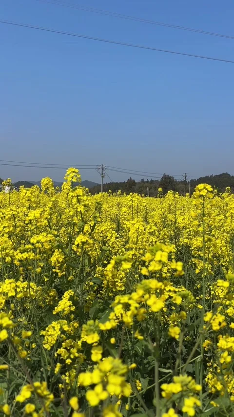 Vertical Vast Yellow Rapeseed Fields under Clear Blue Sky Stock Footage 331546655