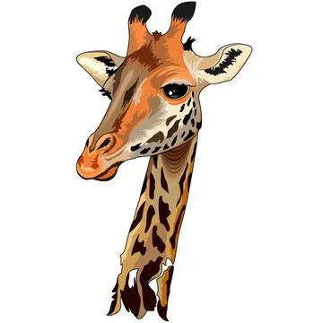 Vertical vector illustration of a giraffe isolated on white background. Stock Illustration