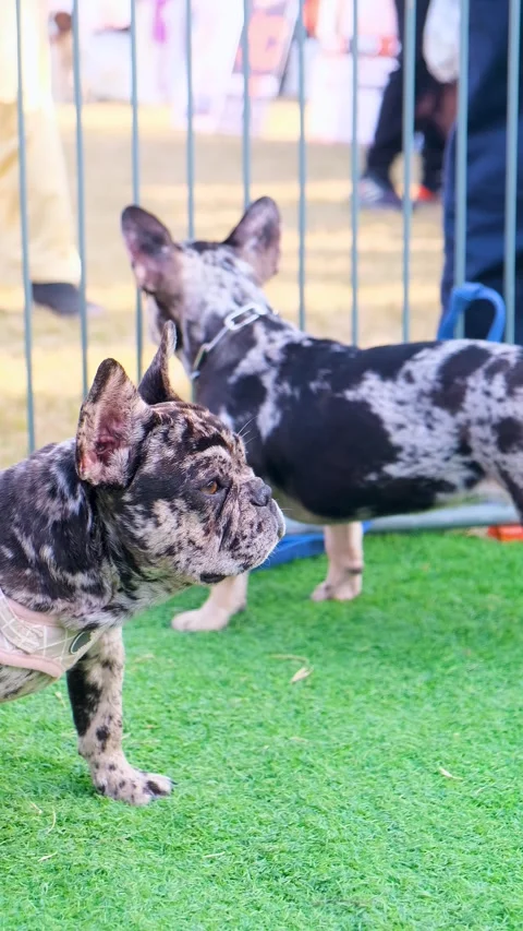 Vertical vedio of American bully dogs,  two bully dogs in the cage Vídeos de archivo 343791107