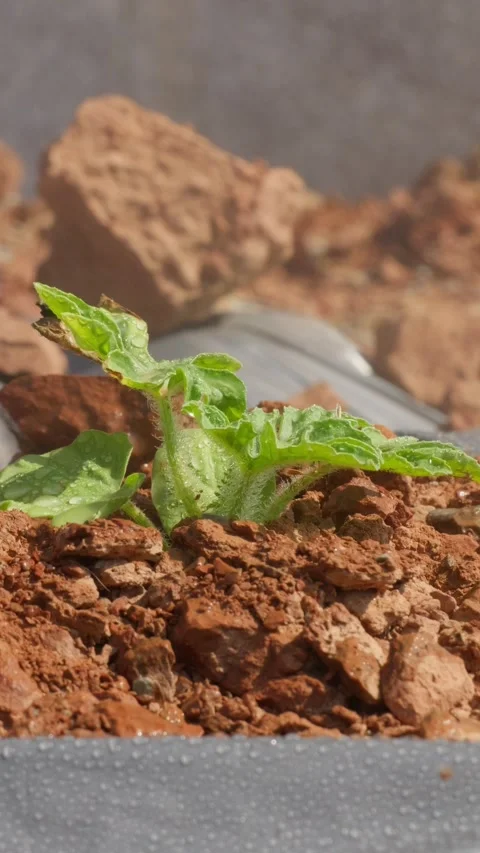 Vertical vegetables under extreme heat are being sprayed with water Stock Footage 336037253
