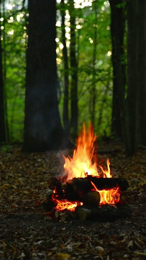 Vertical vibrant campfire burning with high blazing logs in deep forest Stock Footage 345716520