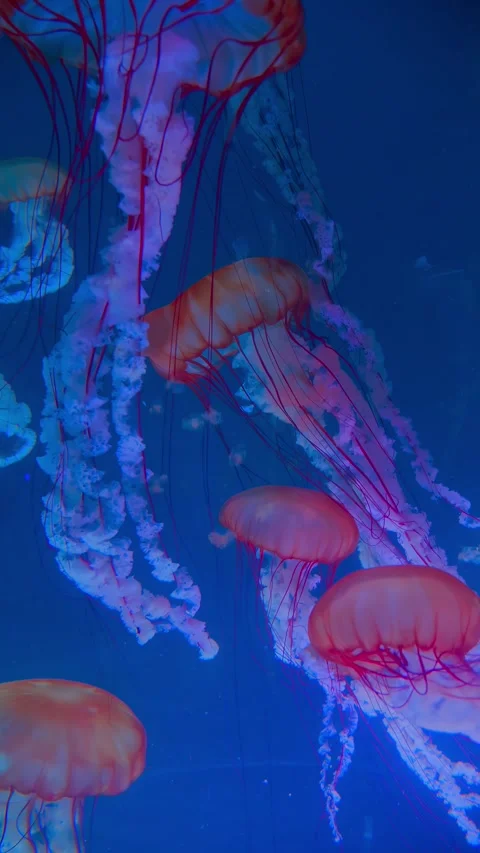 Vertical vibrant pink sea nettle jellyfish drifting gracefully Stock Footage 340211173