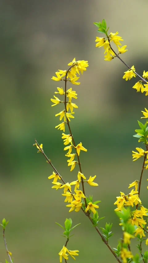 Vertical Vibrant Spring Nature Scene 動画素材 333568235
