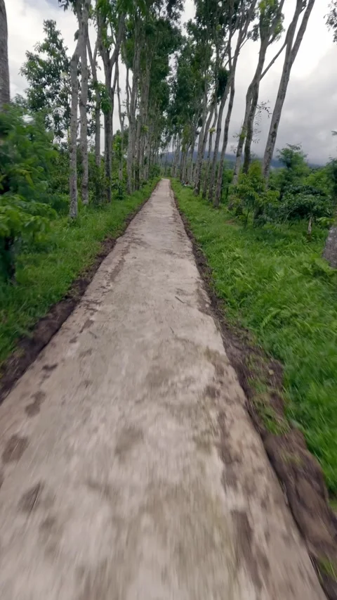 Vertical video 4k. Empty road path surrounded by forest trees natural woodland Stock Footage 245943176