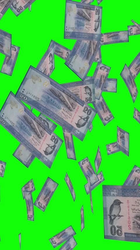 Vertical video of 50 SRI LANKAN RUPEE notes falling Green screen Stock Footage 302815101
