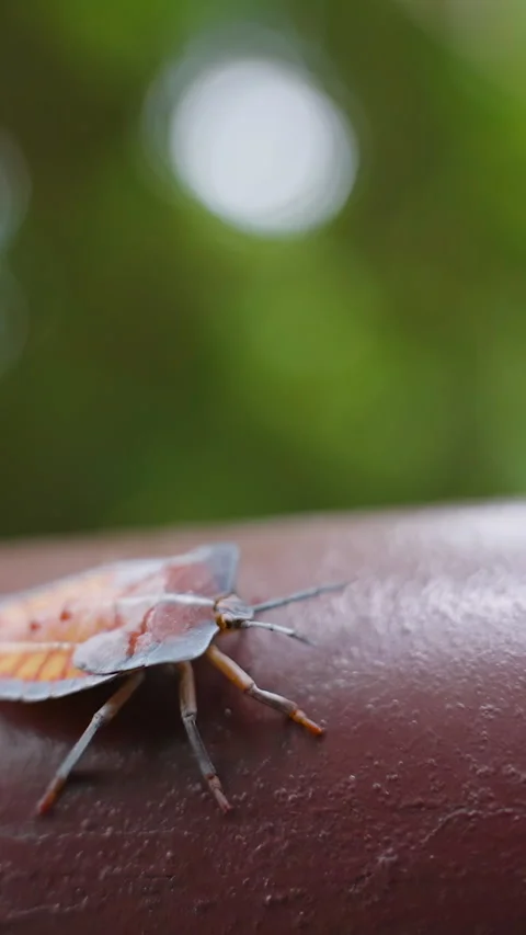 Vertical video. 51. Stink Bug Crawling on Wooden Railing with Focus on Antennae Stock Footage 313611473
