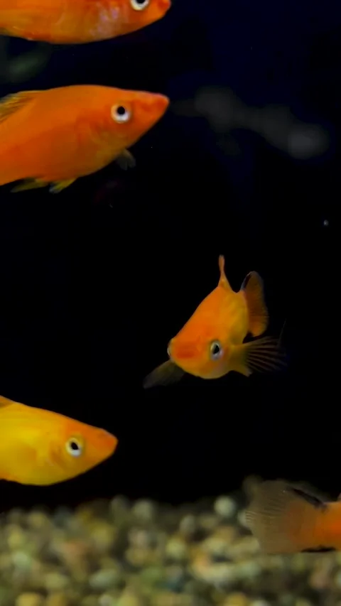 Vertical video. 60 fps. Tiny orange underwater fish swims in dark water Video stock 343801212