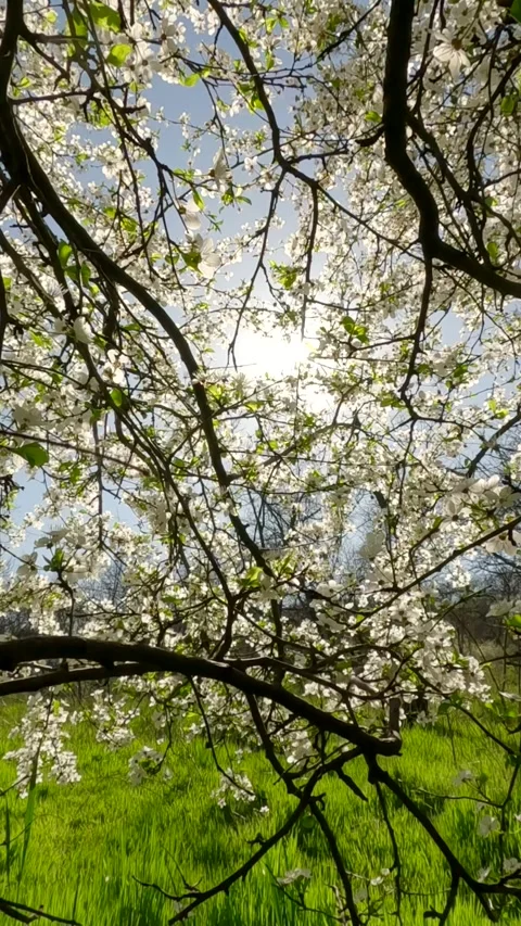 Vertical video, Abloom fruit tree on a sunny spring morning time, Backlighting Stock Footage 306455774