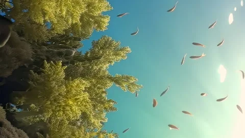 Vertical video about school of fish on underwater coral reef in sunlight. Video stock 274035503