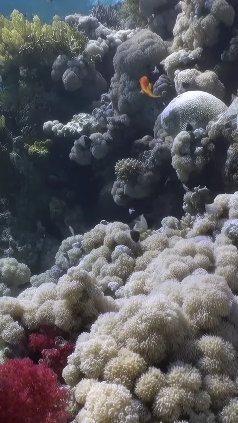 Vertical video about tiny orange fish swim near soft underwater corals. Video stock 260638722