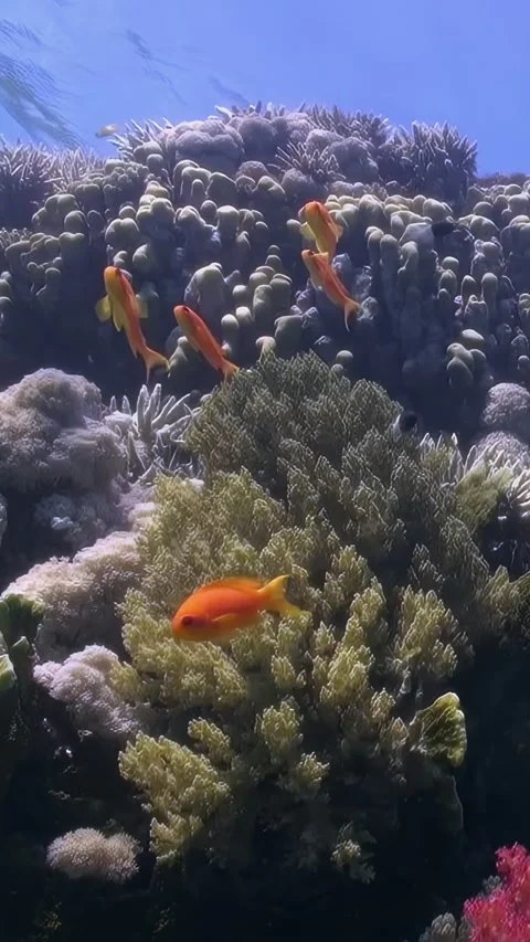 Vertical video about tiny orange fish playfully explore underwater soft corals. Video stock 260638727