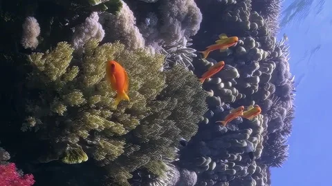 Vertical video about tiny orange fish playfully explore underwater soft corals. Video stock 274034313