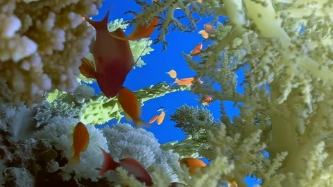 Vertical video about tiny orange fish, clear blue water and white soft coral. Video stock 274034684