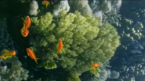 Vertical video about tiny, vibrant orange fish navigating through soft corals. Stock Footage 274034188