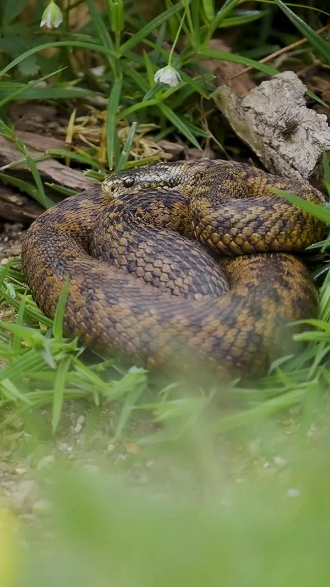 Vertical Video of an Adder Snake Stock Footage 278974564