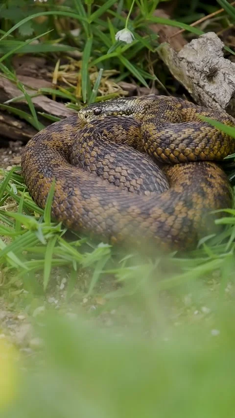 Vertical Video of an Adder Snake Stock Footage 282794141