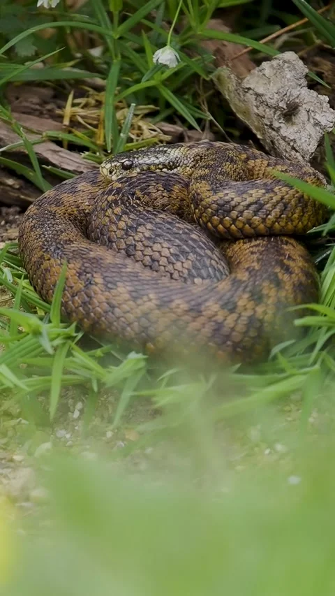 Vertical Video of an Adder Snake Stock Footage 282794538