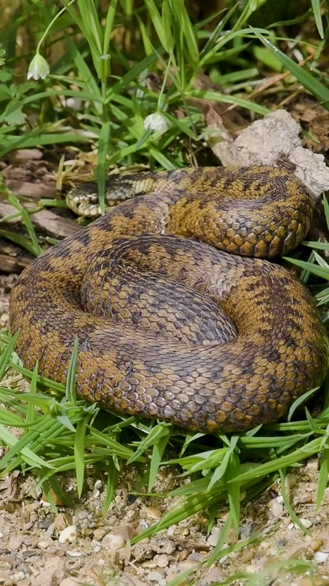Vertical Video of an Adder Snake Stock Footage 282794664