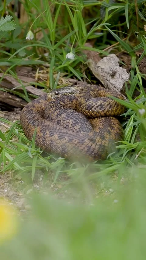 Vertical Video of an Adder Snake Stock Footage 282796059